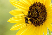 Bee and Sunflower