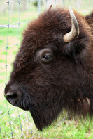Bison
