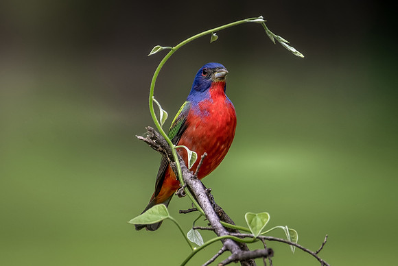 Painted Bunting