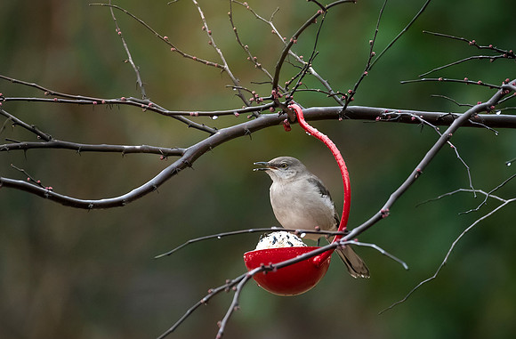Mockingbird