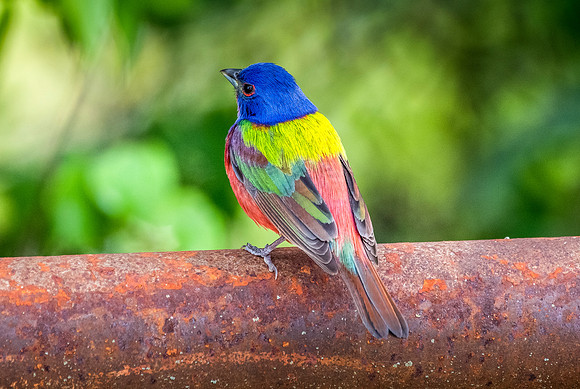 Painted Bunting