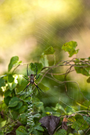 Spider: Female Black and Yellow Argiope Orb Weaver Spider - (Argiope aurantia)