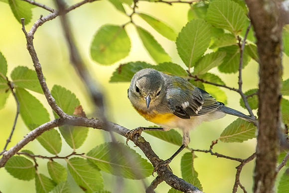 Northern Parula