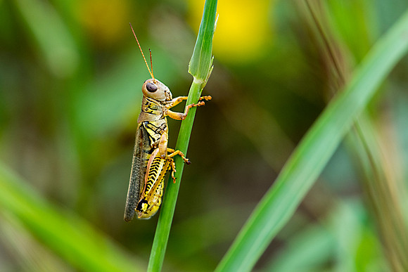 Grasshopper