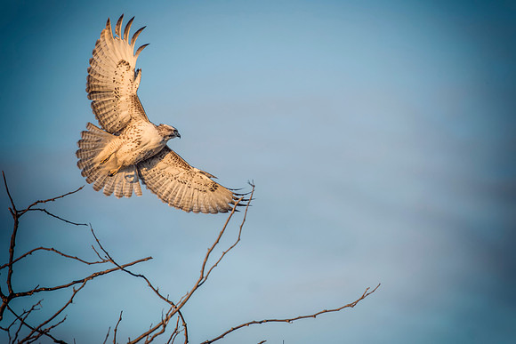 Hawk