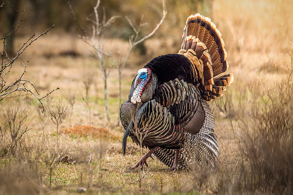 JLK_Turkey_7382.jpg