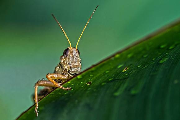 Grasshopper