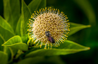 Bee