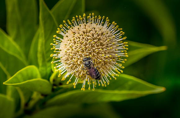Bee