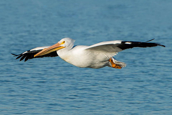 Pelican