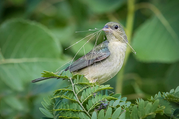 Painted Bunting Female