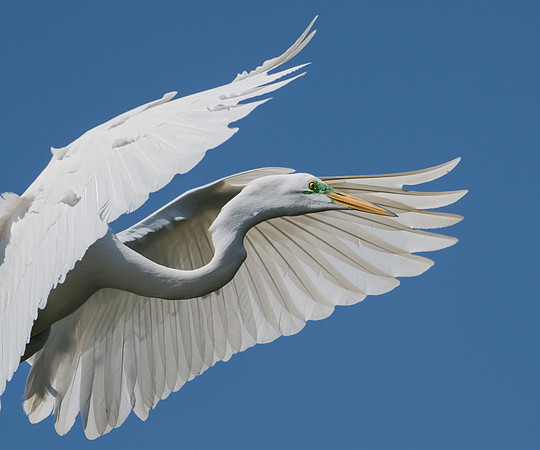 Great Egret