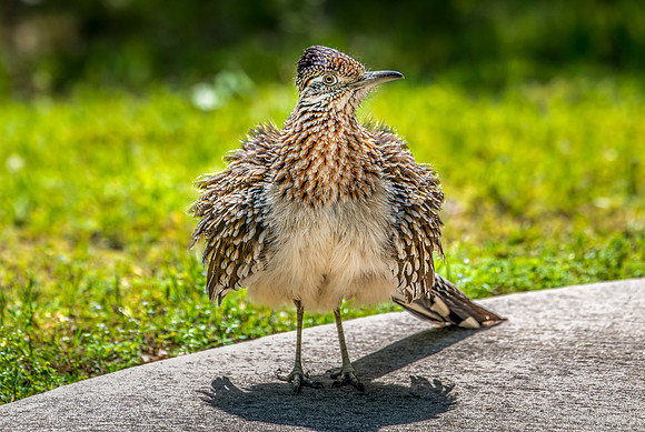 Roadrunner