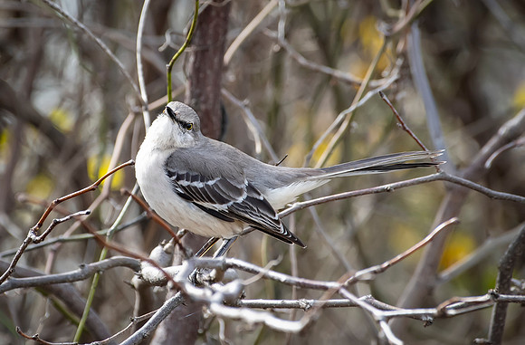 Mockingbird