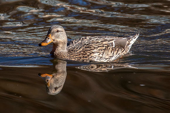 Female Mallard