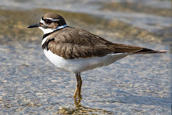 Killdeer