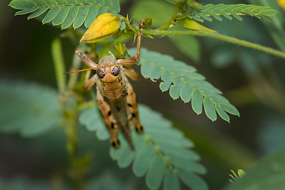 Grasshopper