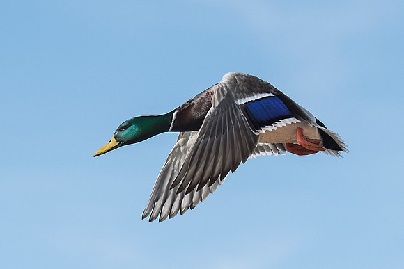 Mallard