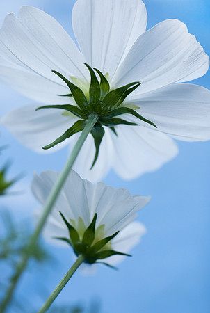 Flowers-White