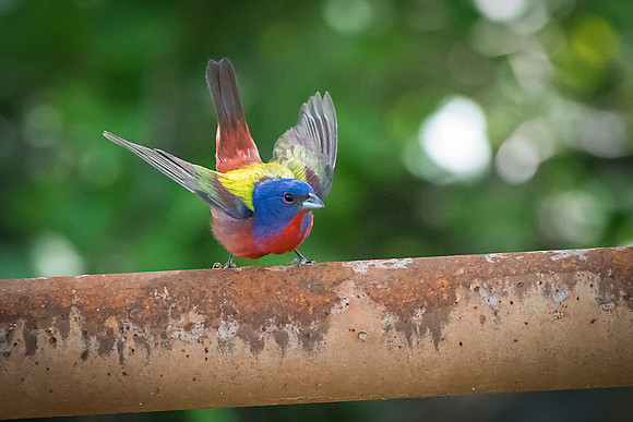Painted Bunting