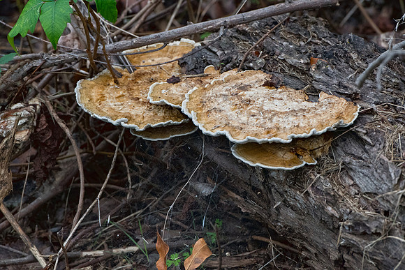 Fungi