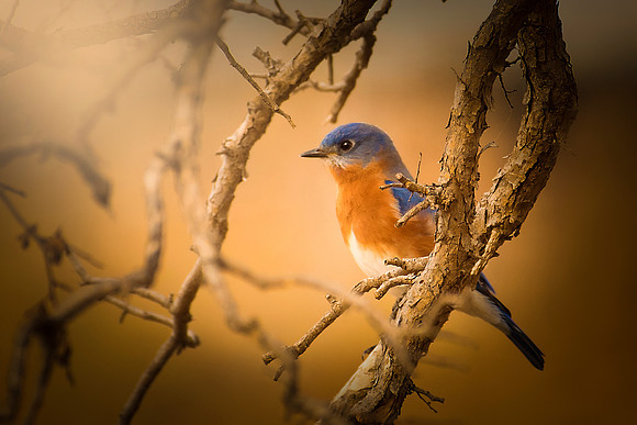 Eastern Bluebird