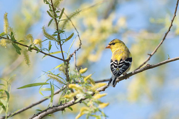 Goldfinch