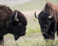 Bison