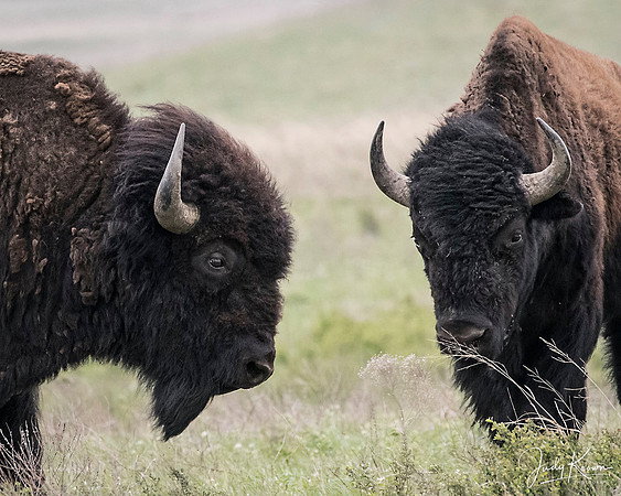 Bison