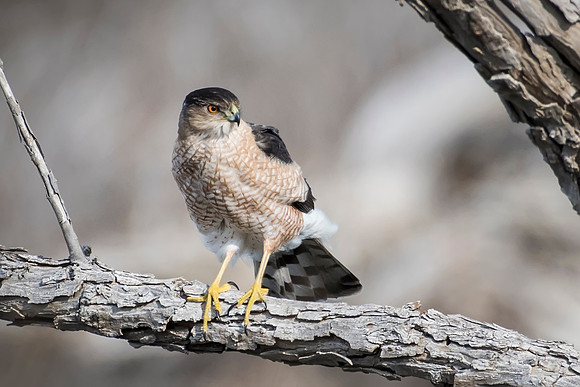 Hawk Coopers