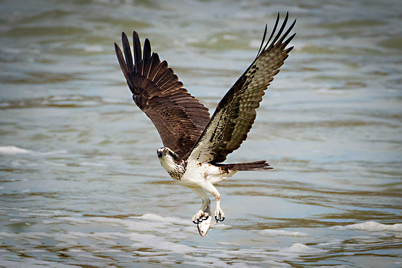 Osprey