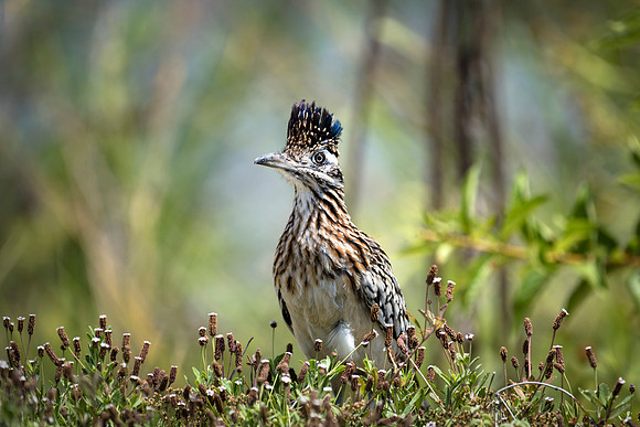 Roadrunner
