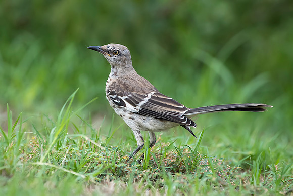 Mockingbird - Juvenile