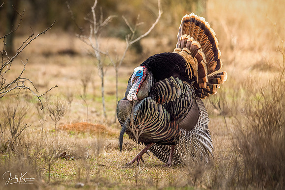 JLK_Turkey_7382.jpg