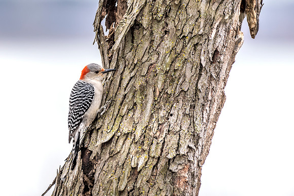 JLK_RedBelliedWoodpecker_7369.jpg