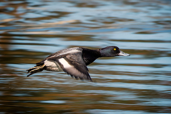 Lesser Scaup