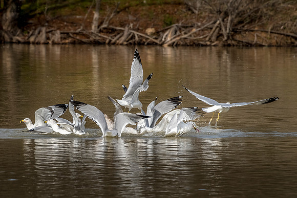 Seagulls