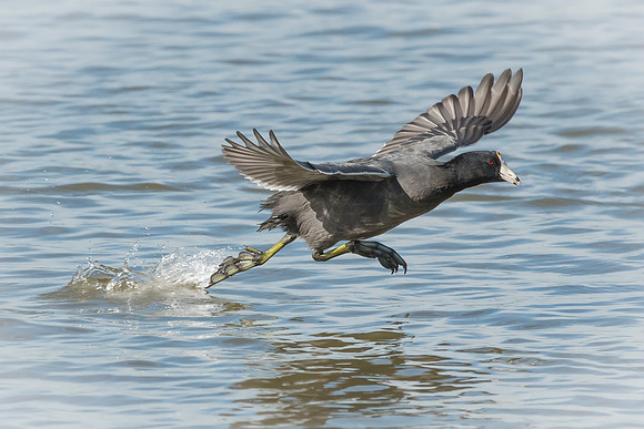 Coot