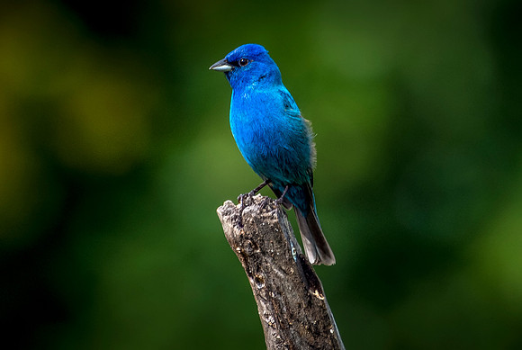 Indigo Bunting