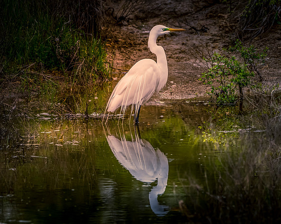 Great Egret