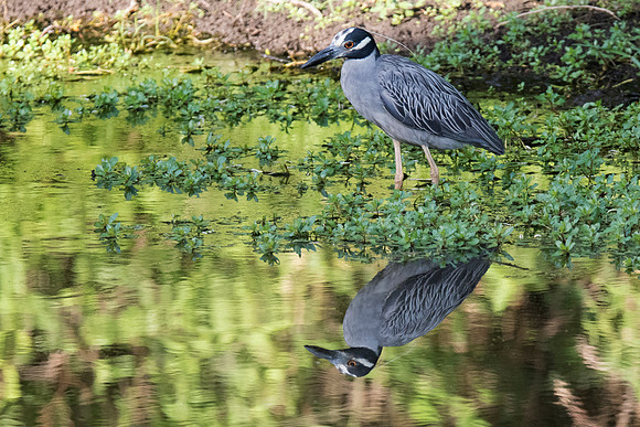Yellow Crowned Night Heron