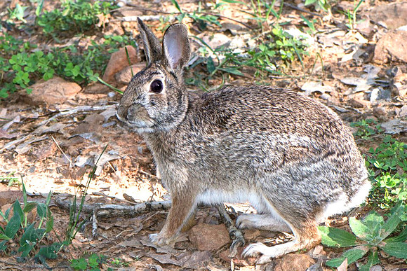 Rabbit