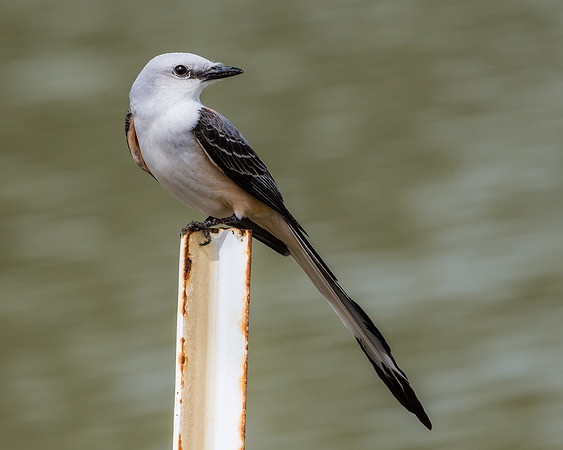 Scissor Tailed Flycatcher