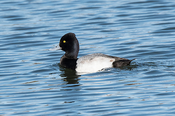 Lesser Scaup