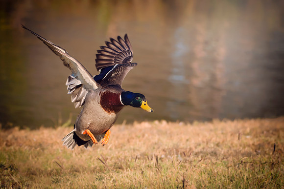 Mallard