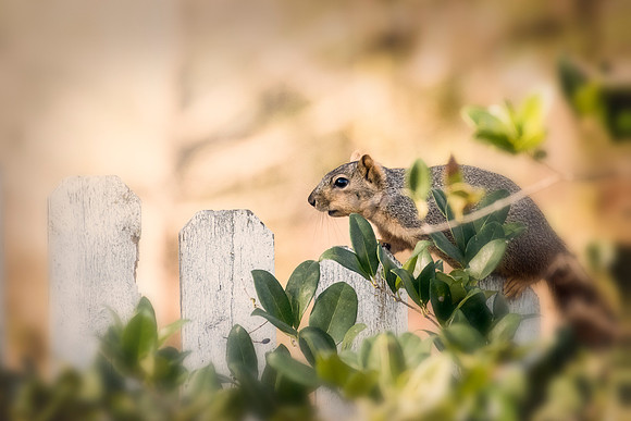 Squirrel