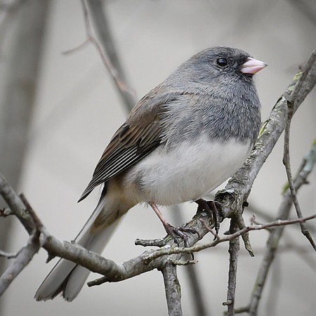 Dark Eyed Junco