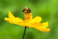 Bee and Flower