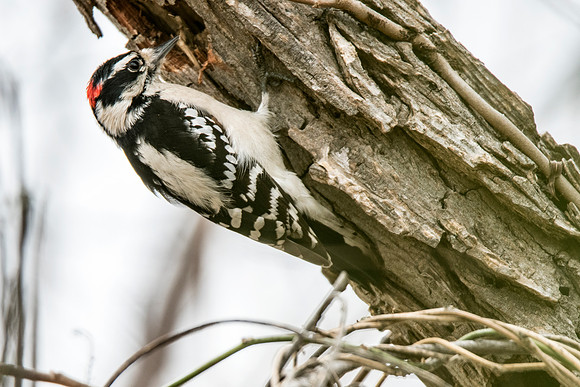 Downey Woodpecker