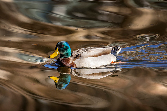 Male Mallard